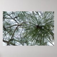 Aiguilles de pin neigeux Hiver Nature Photographie