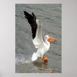 Affiches Ailes de pélican