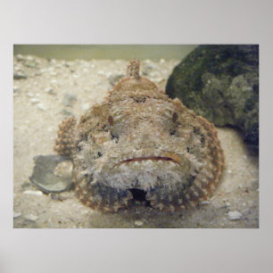 Affiches Alabama Sea Life #3 Toile Imprimer