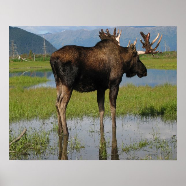 Affiches Alaska Bull Moose Antlers Photo Conçu (Devant)