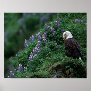 Affiches Alaska, île de l'Unalaska Aigle Bald parmi Nootka