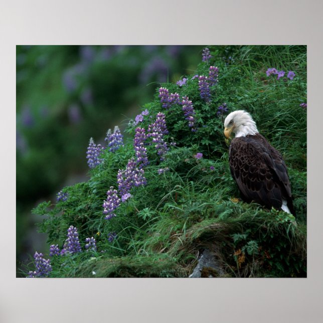 Affiches Alaska, île de l'Unalaska Aigle Bald parmi Nootka (Devant)