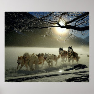 Affiches Alaskan Husky Dog Sled Race