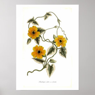 Affiches Alata de Thunbergia