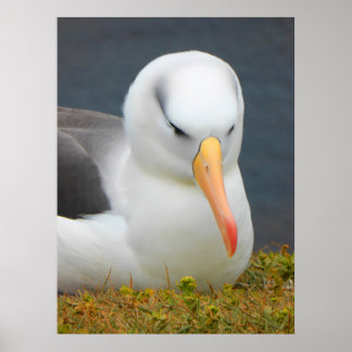 Affiches Albatross Bird au large de la côte néo-zélandaise