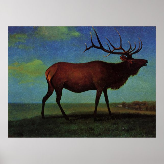 Affiches Albert Bierstadt, Elk (Devant)