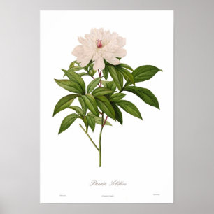 Affiches Albiflora de Peonia