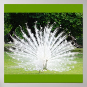 Affiches Albino-Peacock