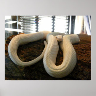 Affiches Albino Snake