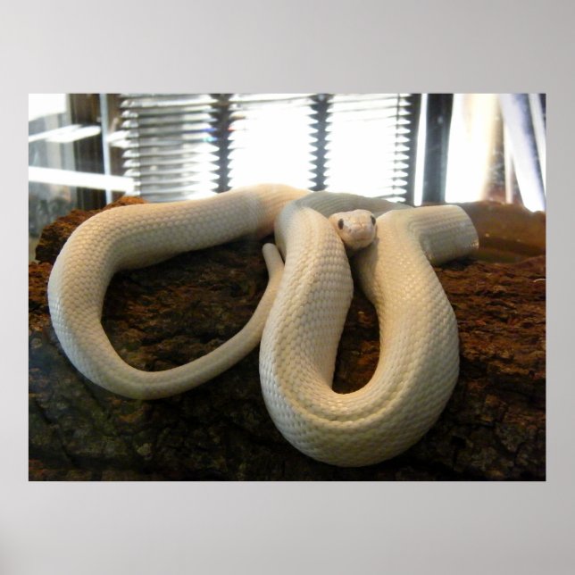 Affiches Albino Snake (Devant)