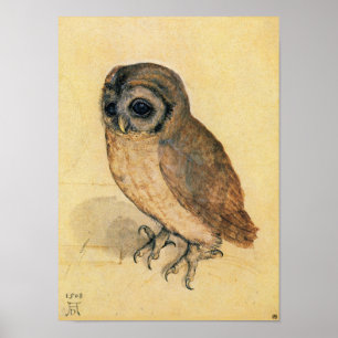 Affiches Albrecht Durer La Petite Chouette