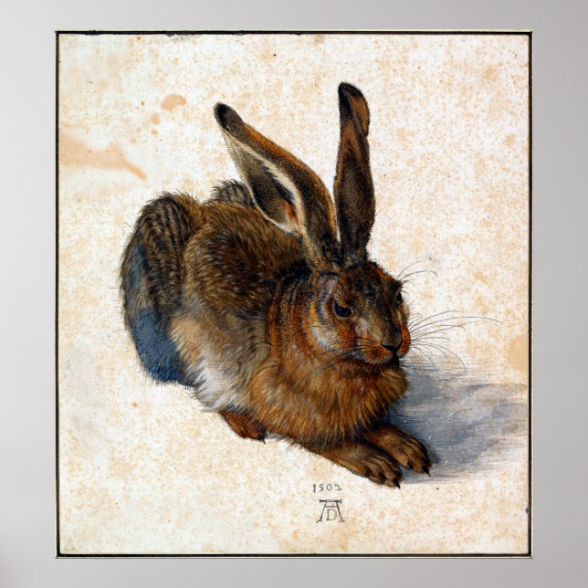 Affiches Albrecht Durer Young Hare (Devant)
