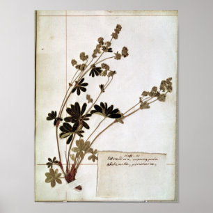 Affiches Alchemilla, d'un Herbarium