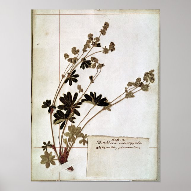 Affiches Alchemilla, d'un Herbarium (Devant)
