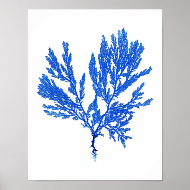 Affiches Algues bleues Imprimer no 4 Botanique Côtière Impr (Devant)
