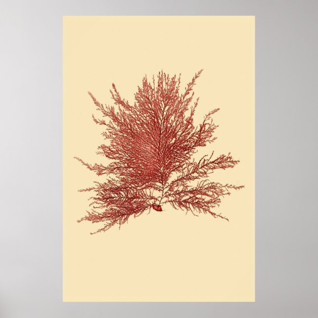 Affiches Algues Pressées Original Quatrième De Quatre (Devant)
