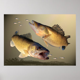 Affiches Alimentation de deux brochets vairons