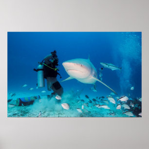 Affiches Alimentation de Taureau