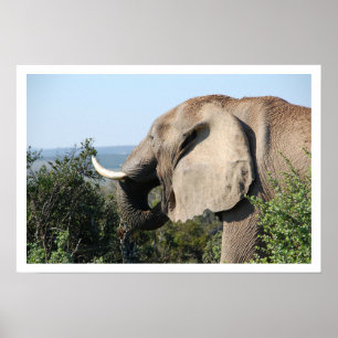 Affiches Alimentation des éléphants, Afrique du Sud