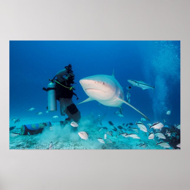 Affiches Alimentation du taureau (Devant)