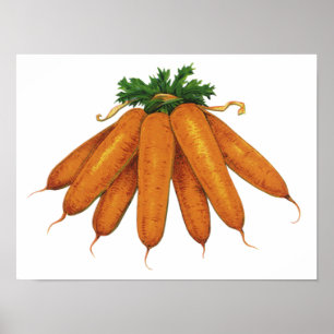 Affiches Aliments Anciens, Bouquet de Carottes Biologiques 