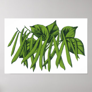 Affiches Aliments anciens, haricots verts biologiques légum