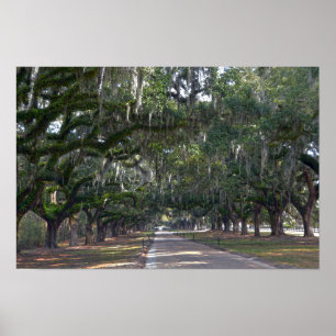 Affiches Allée de chênes de la plantation Boone Hall