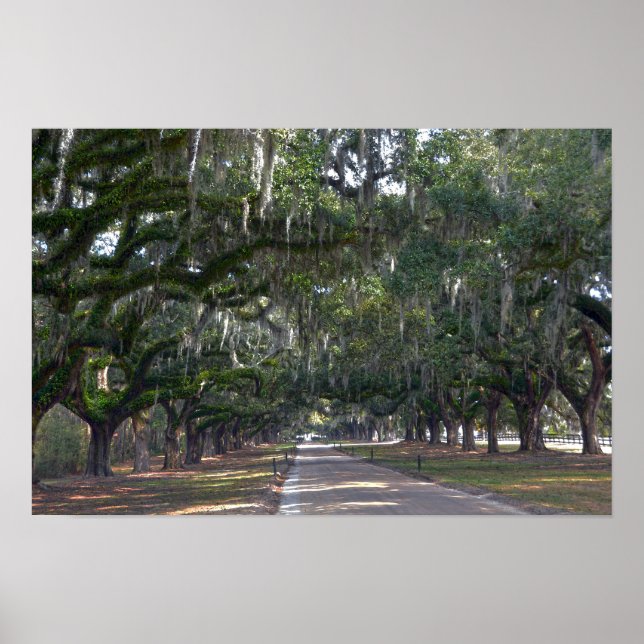 Affiches Allée de chênes de la plantation Boone Hall (Devant)