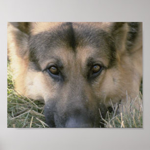Affiches Allemand Shepard