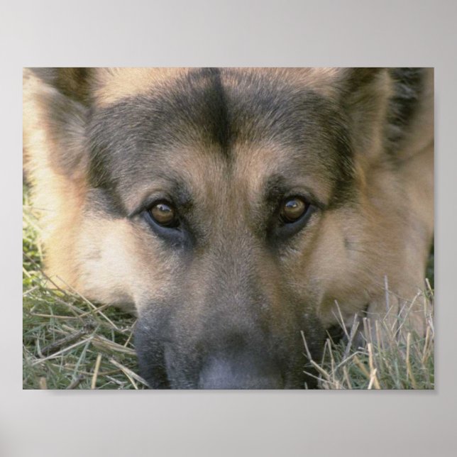 Affiches Allemand Shepard (Devant)