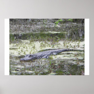 Affiches Alligator