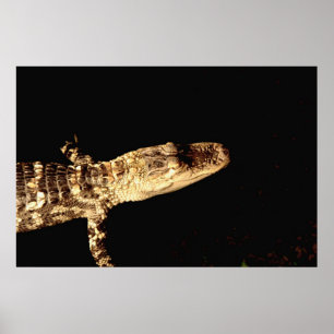 Affiches Alligator #1