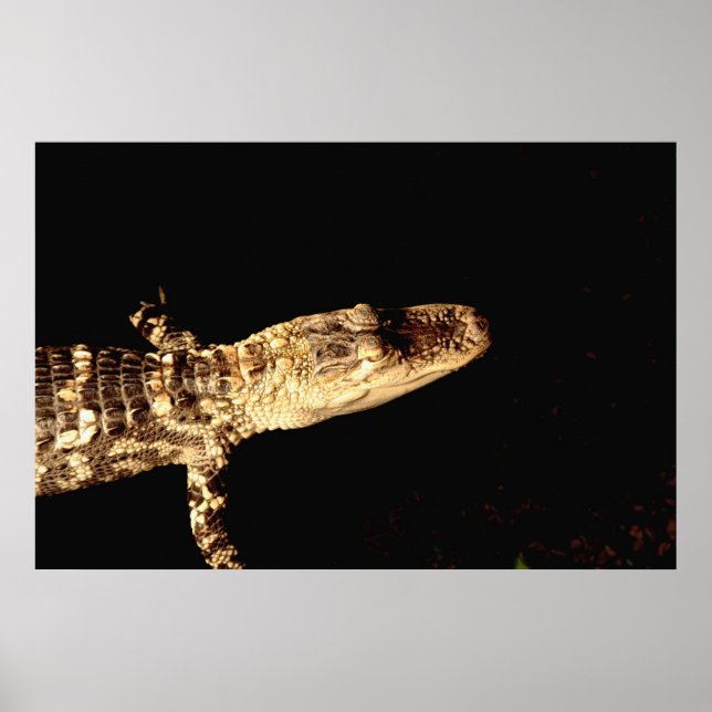 Affiches Alligator #1 (Devant)