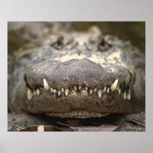 Affiches Alligator américain