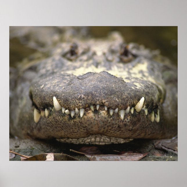 Affiches Alligator américain (Devant)
