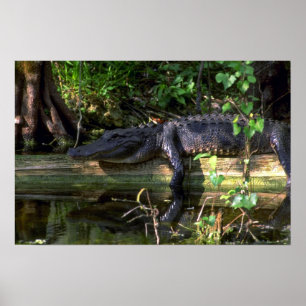 Affiches Alligator après-midi, Everglades, Floride