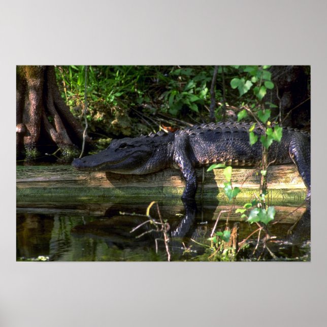 Affiches Alligator après-midi, Everglades, Floride (Devant)