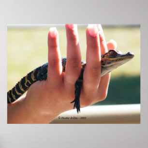 Affiches Alligator bébé