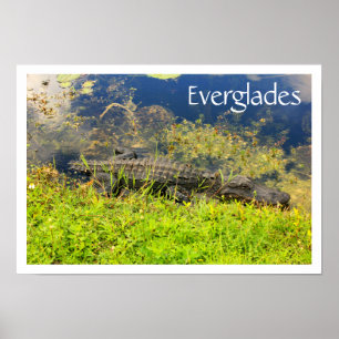 Affiches Alligator dans le Parc National des Everglades, Fl