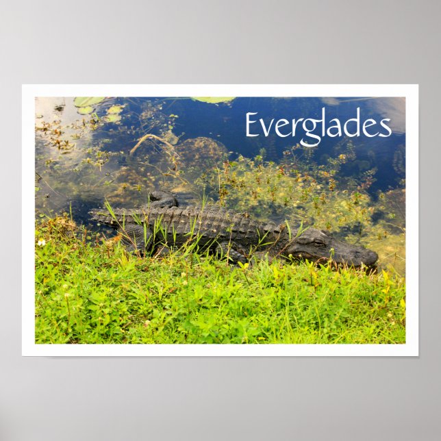 Affiches Alligator dans le Parc National des Everglades, Fl (Devant)