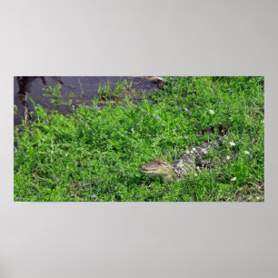 Affiches Alligator de bébé