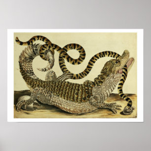 Affiches Alligator et serpent, 1730 (gravure colorée)