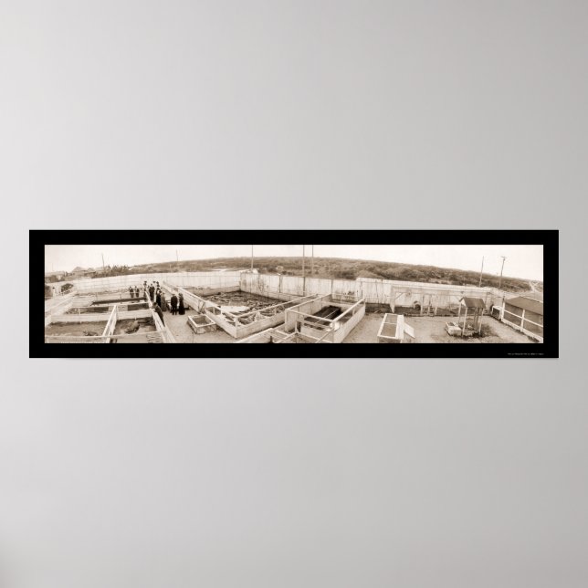 Affiches Alligator Farm Floride Photo 1910 (Devant)