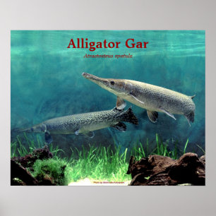 Affiches Alligator gar の ポ ♥ タ