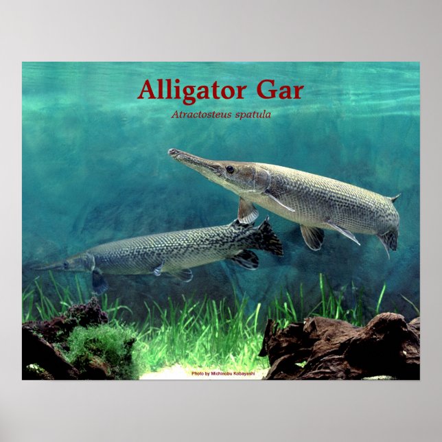 Affiches Alligator gar の ポ ♥ タ (Devant)