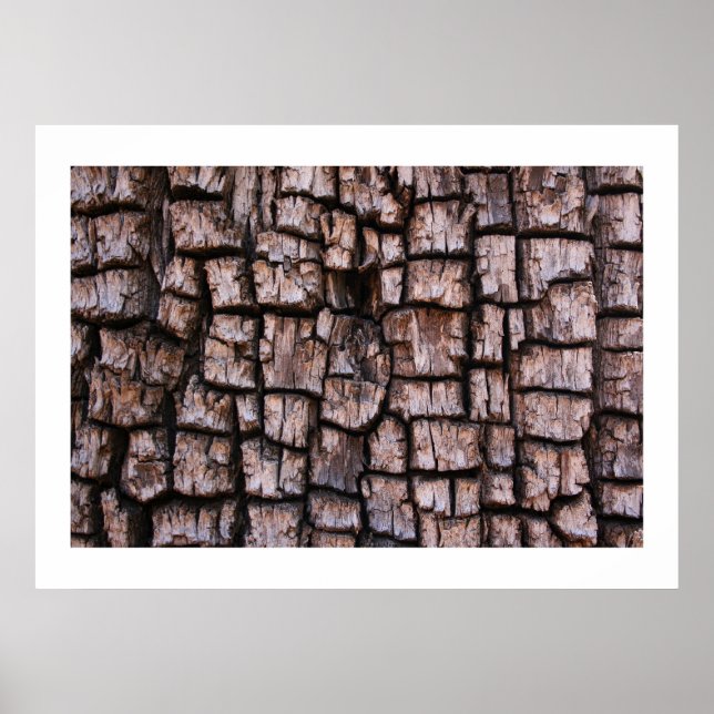 Affiches Alligator Juniper Bark (Devant)
