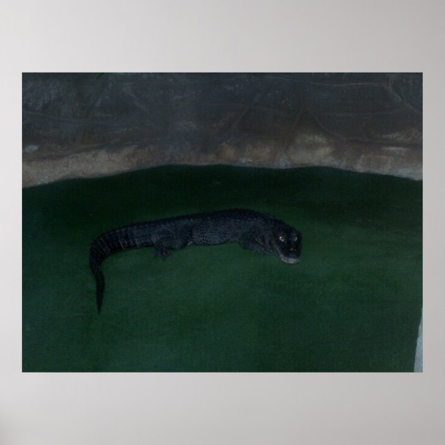 Affiches Alligator ~ Qu'y a-t-il dans l'obscurité ? ~ Poste (Devant)