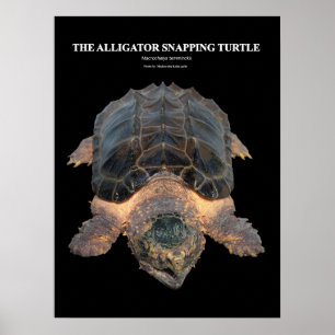 Affiches Alligator serpent tortue の ポ ♥ タ