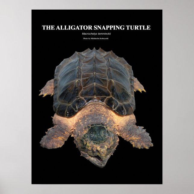 Affiches Alligator serpent tortue の ポ ♥ タ (Devant)