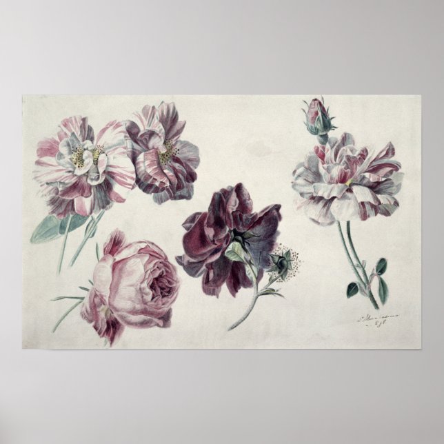 Affiches Alma-Tadema | ROSE (Devant)
